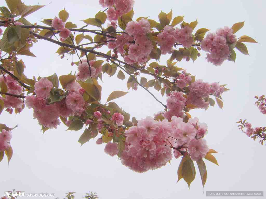 樱花 花 鲜花