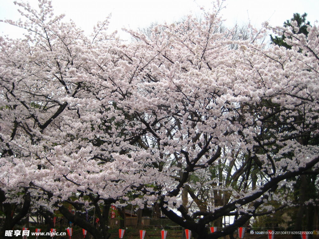 樱花 花 鲜花