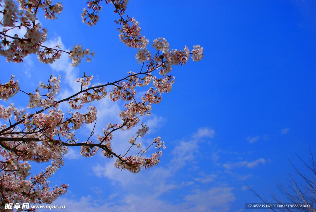 樱花 花 鲜花