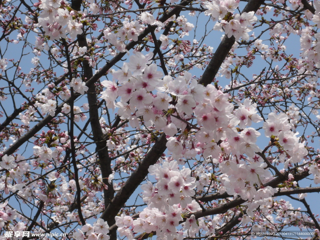 樱花 花 鲜花