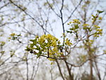 桂花