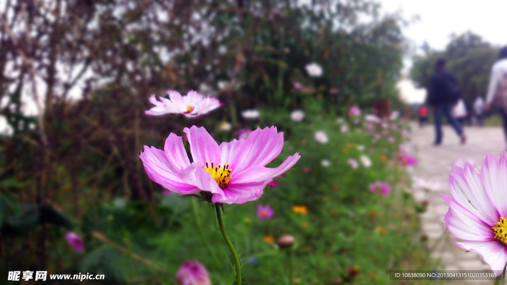 野外公园波斯菊花特写