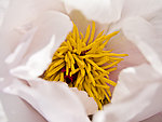 牡丹花蕊