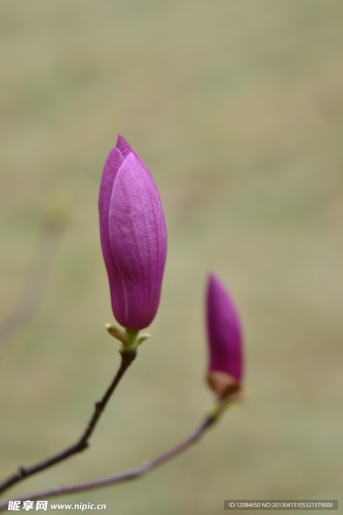 木笔花