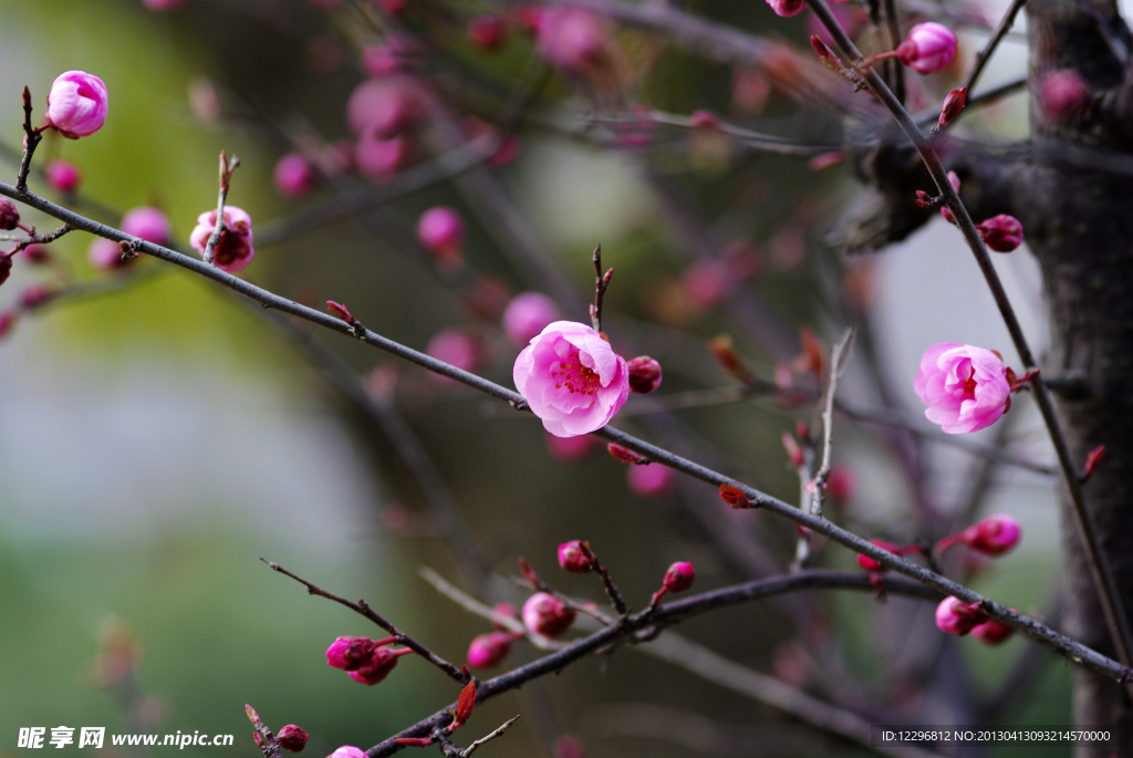 桃花