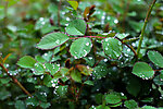 叶子和雨滴