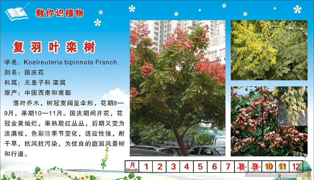 复羽叶栾树