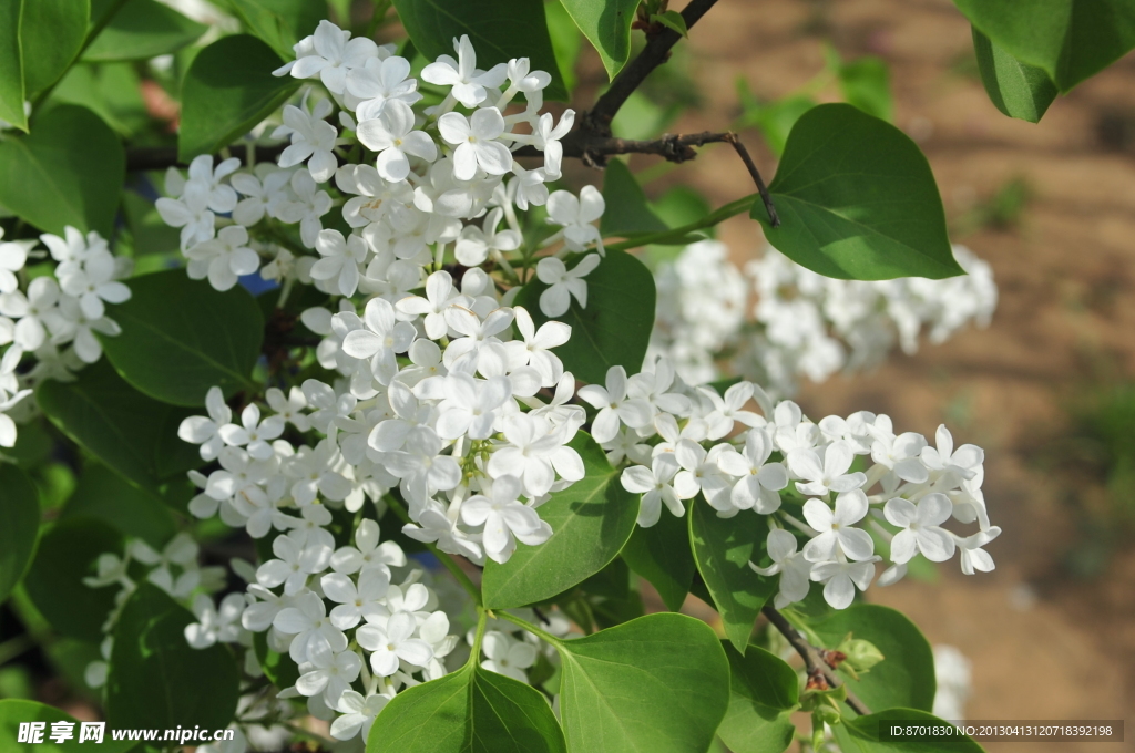 丁香花