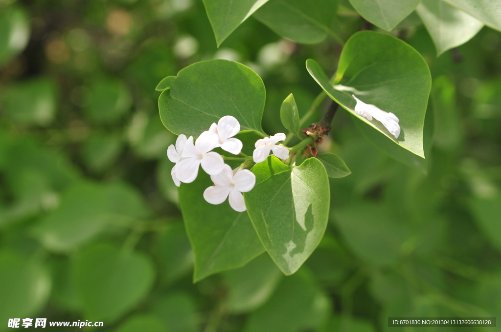 丁香花