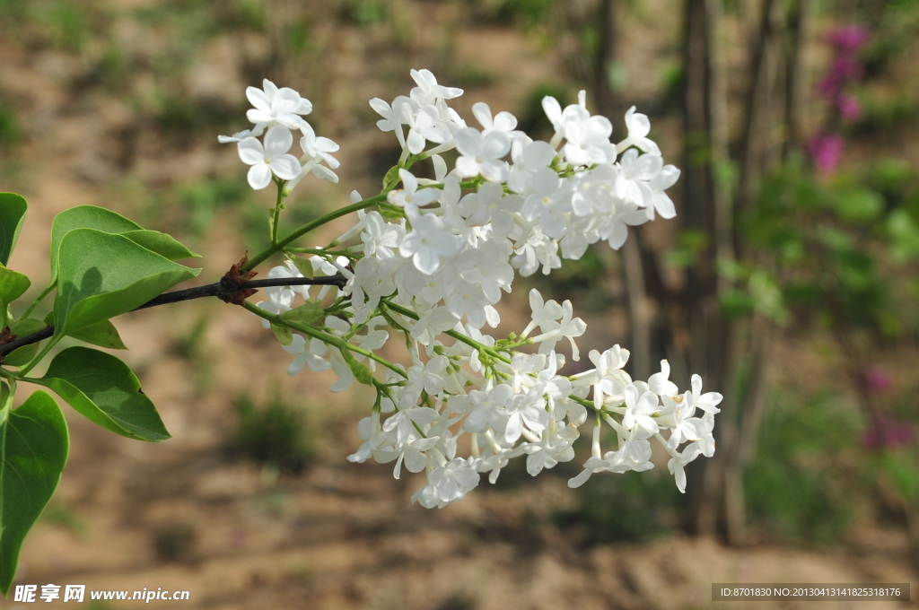 丁香花