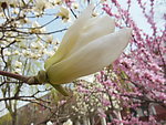 玉兰花