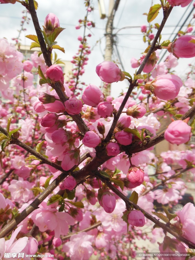 桃花