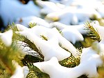 松雪