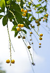 金露花 果实