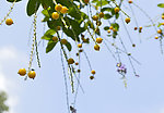 金露花