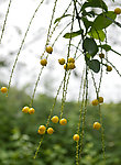 金露花 果实