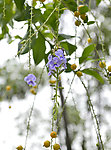 金露花