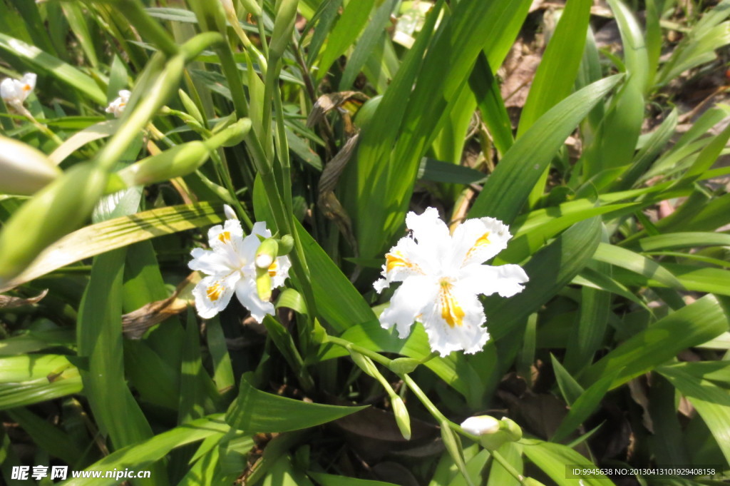小白花