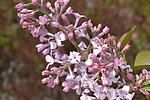 丁香花