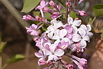 丁香花