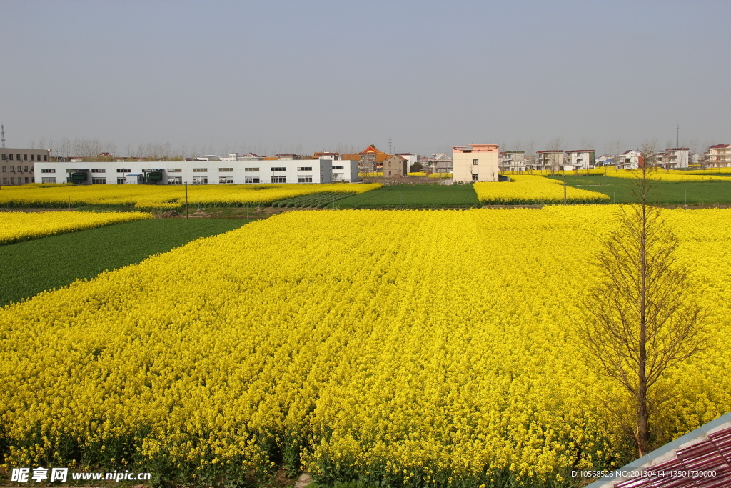 油菜花