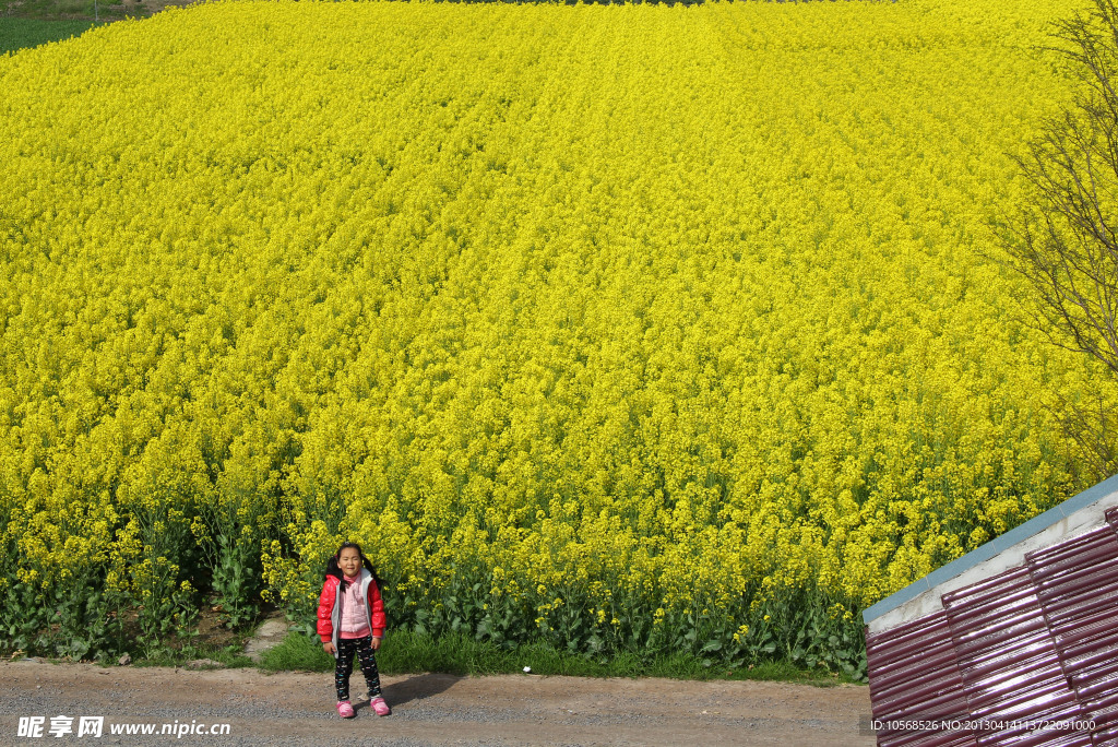 油菜花