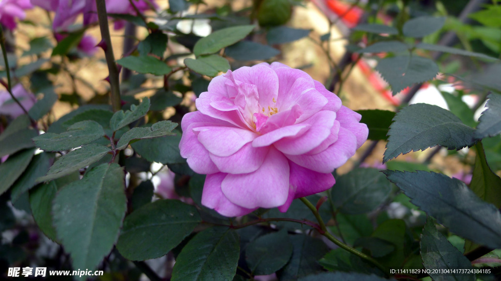 月季花