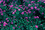 雏菊