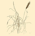 白描花卉