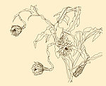 白描花卉