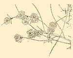 白描花卉