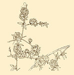 白描花卉