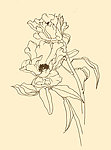 白描花卉