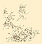 白描花卉