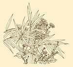 白描花卉