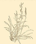 白描花卉