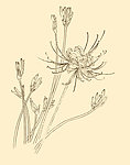 白描花卉