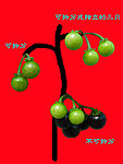 百花菜果实(扣图)