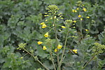 油菜花