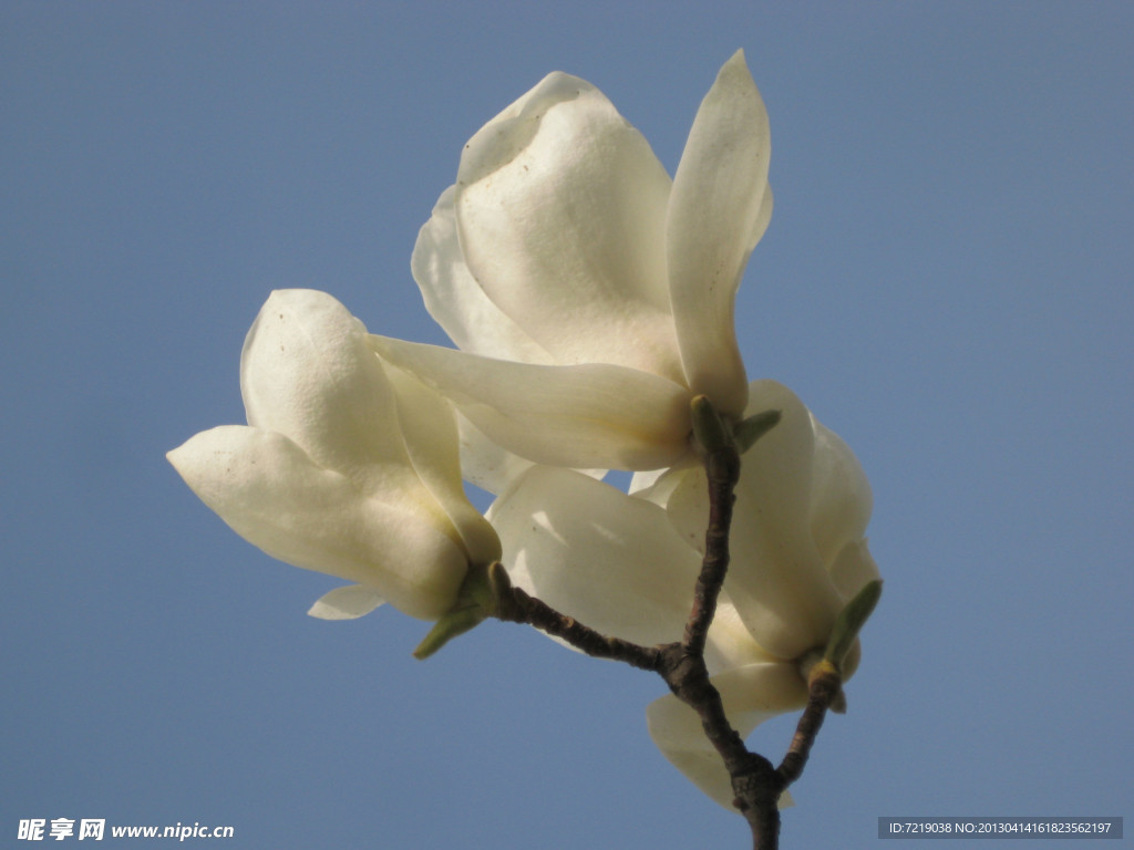玉兰花