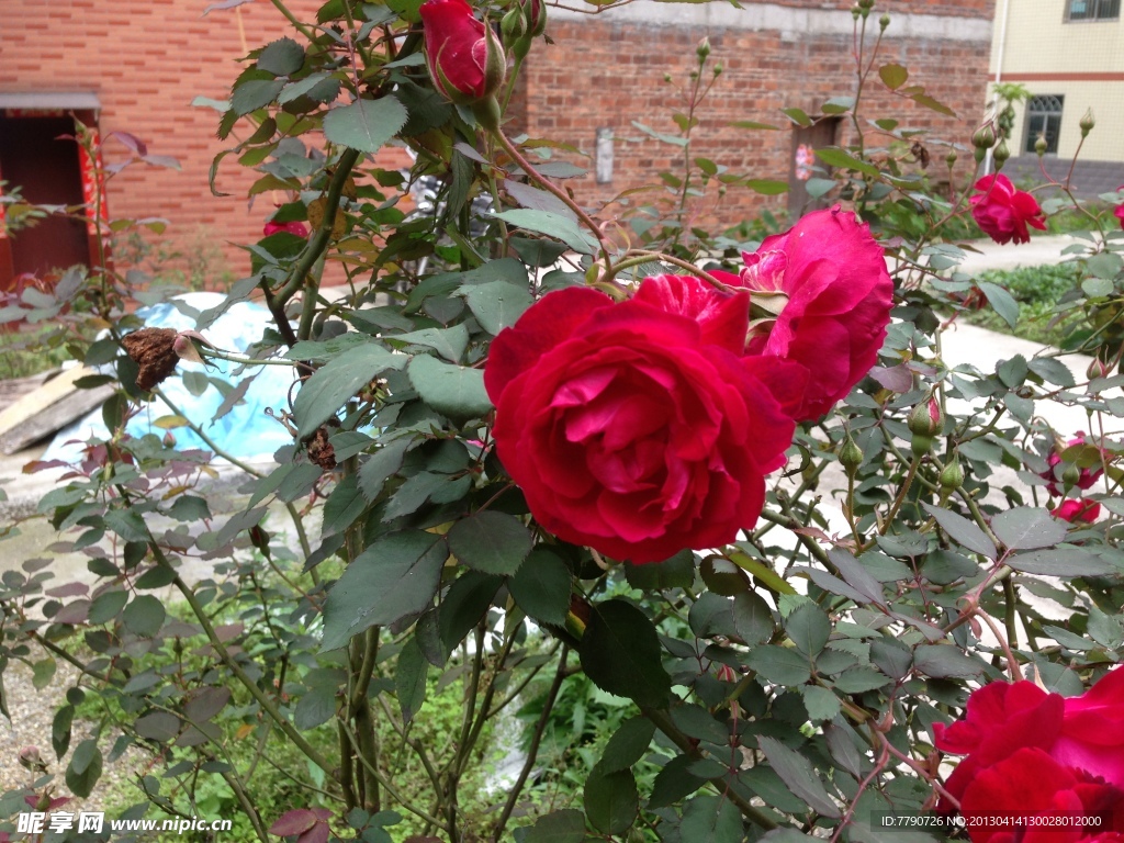 月季花