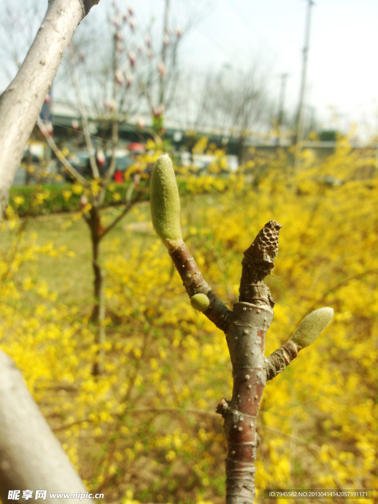 绿芽 嫩芽