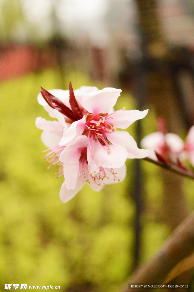 桃花