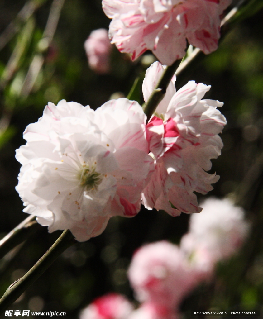 桃花