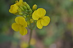 油菜花