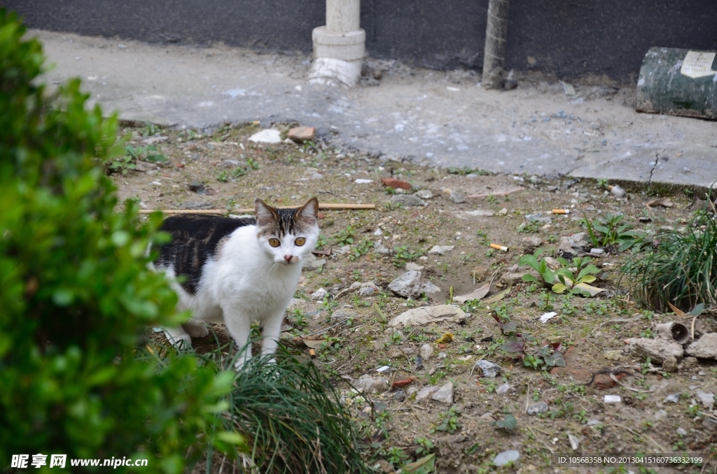 小猫