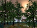 森林风景