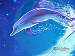 海豚