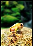 青蛙