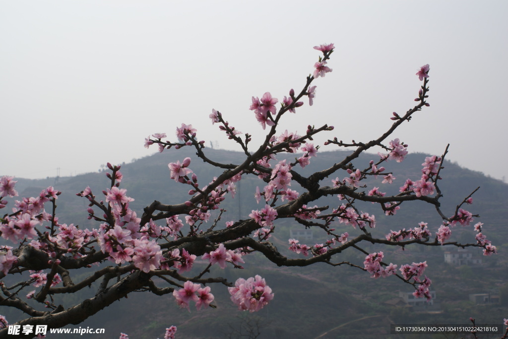 桃花